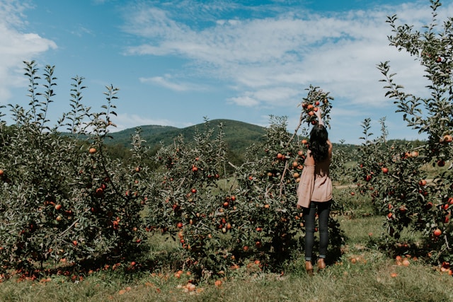 woman picking apples from small trees in orchard
