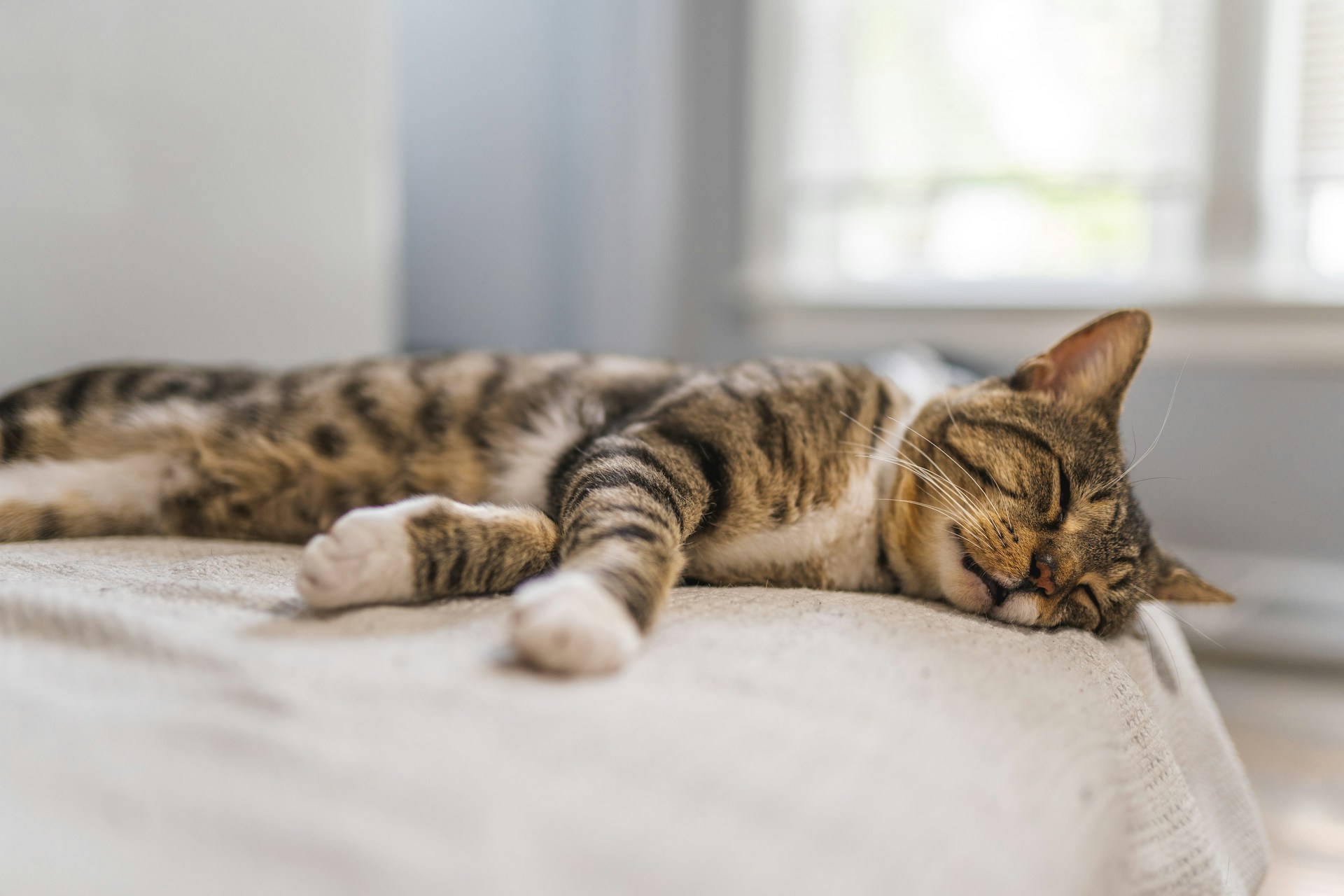 striped cat napping on bed in bright room