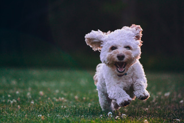 small white dog runs happily on green grass