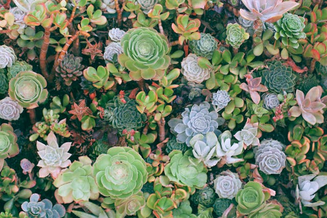 bright collection of succulents